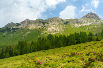 Fototapeta na wymiar Landscape of Dolomites in Venegia valley at summer