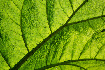 Leaf structure details of Giant Rhubarb Gunnera manicata