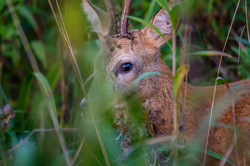 Extreme closeup of  a roe deer buck in the bushes