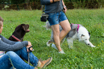 Hundebegegnungstraining