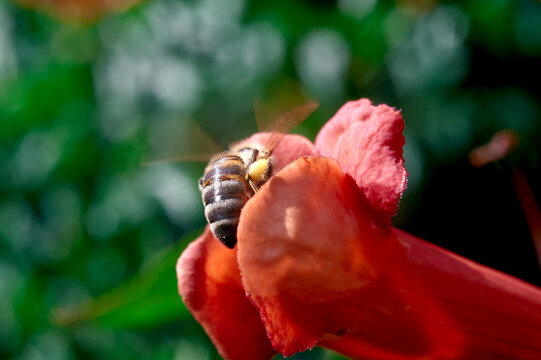 A honey bee climbs out of a red tekoma flower, photo color