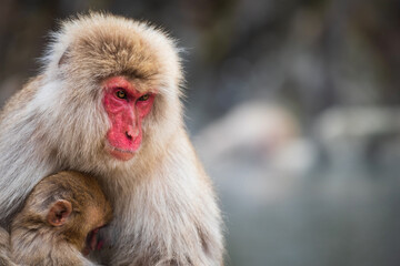 Snow monkey mom and baby at Jigokudani Park