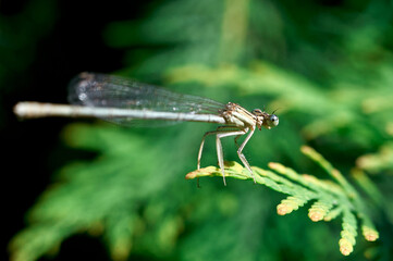 green dragonfly sitting on a fir branch