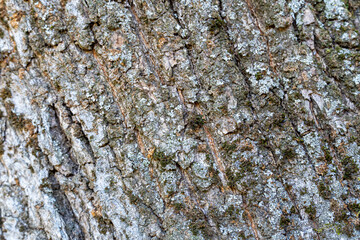 Rough tree bark texture with moss background