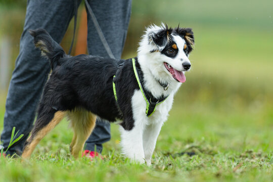 Mini-Australian Shepherd-Welpe