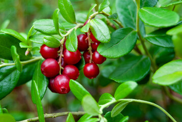 Ripe lingonberries (Vaccínium vítis-idaéa) hang from branches in the wild forest. Red ripe...
