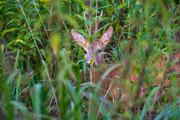 Extreme closeup of  a roe deer buck in the bushes