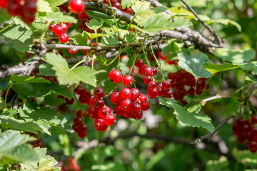 Bush of forest currant with ripe berries in the wild forest