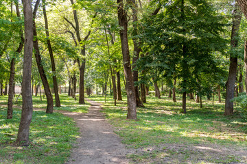 Walking path in the park among green trees