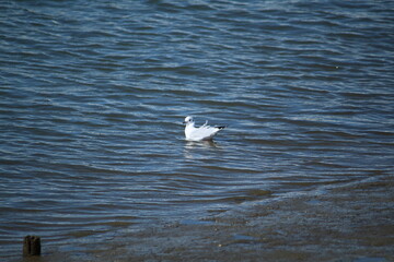a seagull in the port of Neßmersiel, North Sea
