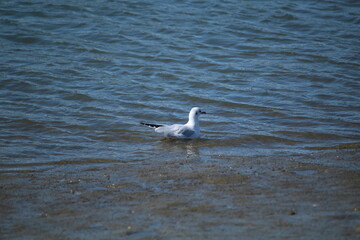 a seagull in the port of Neßmersiel, North Sea