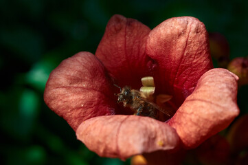 A honey bee climbs out of a red tekoma flower, photo color, noon