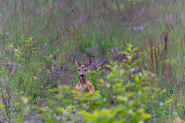 Extreme closeup of  a roe deer buck in the bushes