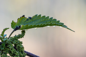 some Dew drops hang on the underside of a green nettle leaf