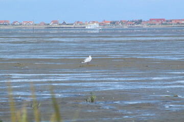 a view over the Wadden Sea from Neßmersiel to Baltrum