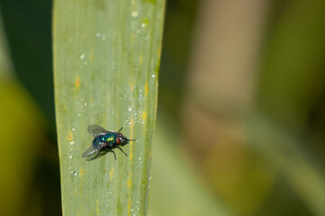 green gold fly sits on a green leaf covered with dew