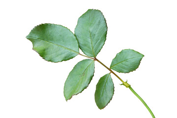 Fototapeta premium Rose Leaves Isolated on White Background