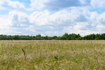 Summer landscape with field, forest and clouds in the blue sky