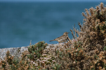 Meadow Pipit (Anthus pratensis), Bangor, Northern Ireland, UK