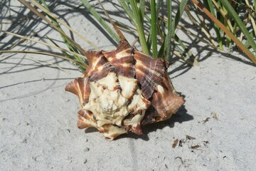 Beautiful seashell on sand dunes in Atlantic coast of North Florida