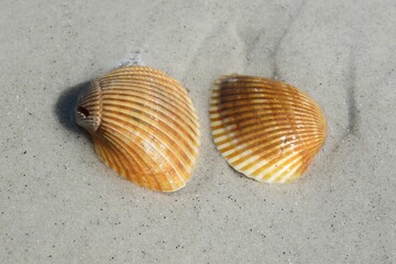 Brown seashells on sand background in Florida shore, closeup