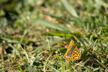 close-up of a large mother-of-pearl butterfly sitting in the grass