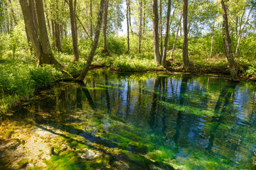 Emerald colored freshwater springs. Puhatu allikad (Sacred springs), Saaremaa, Estonia.