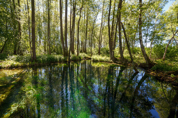 Emerald colored freshwater springs. Puhatu allikad (Sacred springs), Saaremaa, Estonia.