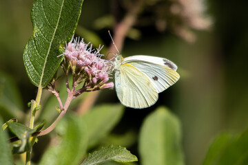  cabbage white sitting on a pink blossom of a shrub