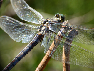 Libellula