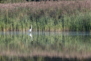 Great White Egret stands in completely calm water of a pond