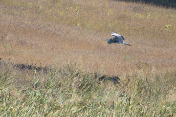  grey heron flies away close above the ground