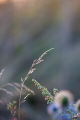 Branches of field plants at sunset in late summer