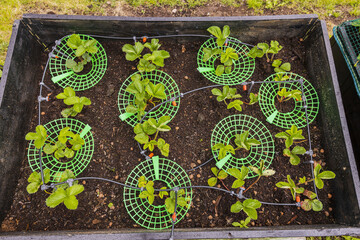 Close up view of strawberry plants in garden boxes with automatic watering system. Gardening concept.