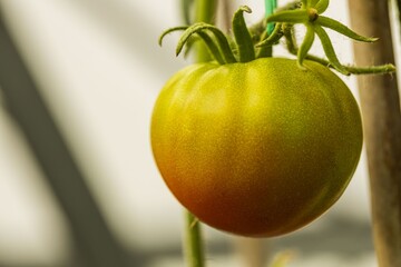 Close up macro view of half ripe tomato. Organic food concept. 