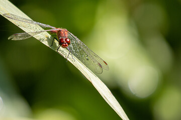  red dragonfly has dew drops on its wings and sits on a green leaf in the sun