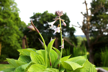Flowers on a hill