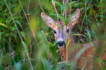 Extreme closeup of  a roe deer buck in the bushes