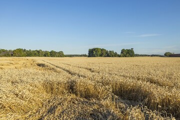 Beautiful view of part of wheat field. Yellow summer background. Agriculture concept. Sweden. Uppsala.