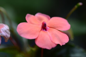 pink and white flower