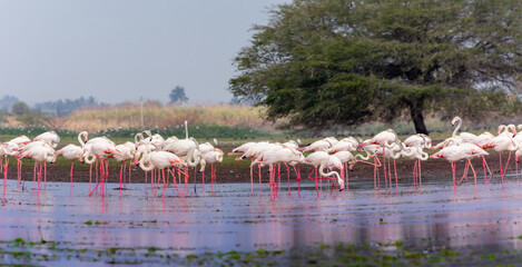 Fototapeta premium Flamboyance of flamingo flock - wide panorama view