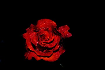 red rose on black background