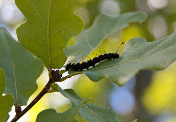 An alder moth (acronicta alni) caterpillar on an oak tree leaf