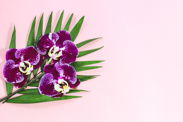 Purple orchids with greens on a pink background. Space for text.
