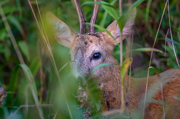 Extreme closeup of  a roe deer buck in the bushes © Krzysztof