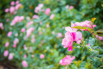 Beautiful pink roses flower in the garden