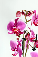 Pink orchid on a white background.
