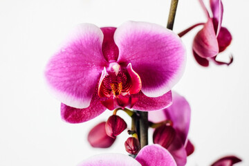 Obraz premium Pink orchid on a white background.