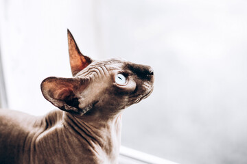 Portrait of the Canadian Sphinx with blue eyes. Hairless hypoallergenic cat.