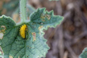 Melon ladybug larva (Henosepilachna argus) on a Gherkin of the devil leaf